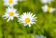 อื่นๆ 7 Suqi Apartment