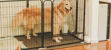 Others 5 Opening in July 2024 Imitelis Biotop A forest vi