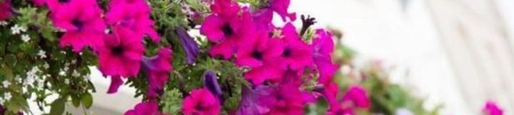 其他 3 The Old Bell at Warminster