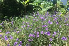 Others A Small Inn with a View of the Sea Uminokoi Love