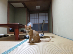 Others 4 Tokusa - Hotspring Ryokan in Forested Mountain Stream