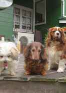 Others Sundeck, an Inn Where You Can Stay with Your Pet