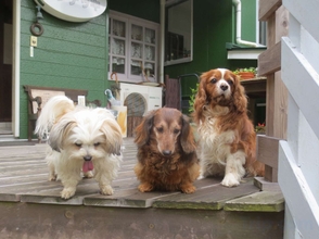 Others Sundeck, an Inn Where You Can Stay with Your Pet