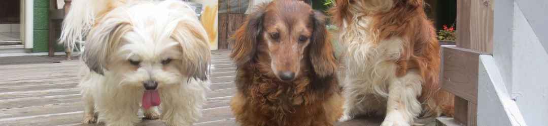 Others Sundeck, an Inn Where You Can Stay with Your Pet