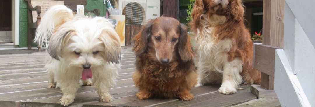 Others Sundeck, an Inn Where You Can Stay with Your Pet