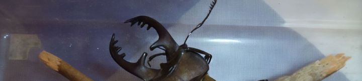 Others 2 Soramame Pension