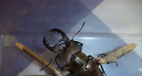 Others 2 Soramame Pension