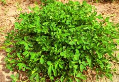 其他 5 Dunhuang Hua Hao Yue Yuan Homestay (Mingsha Mountain & Crescent Spring Scenic Area Branch)