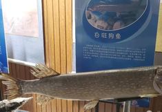 其他 6 Burqin Aertai De Jiaoluo Homestay