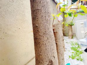 Others 4 The REIKOU inn YAO