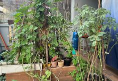 Lain-lain 5 Qing's Warm House