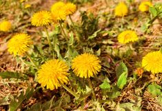 其他 4 Dunhuang Hua Hao Yue Yuan Homestay (Mingsha Mountain & Crescent Spring Scenic Area Branch)