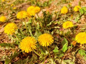 其他 4 Dunhuang Hua Hao Yue Yuan Homestay (Mingsha Mountain & Crescent Spring Scenic Area Branch)