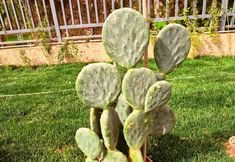 其他 7 Dunhuang Hua Hao Yue Yuan Homestay (Mingsha Mountain & Crescent Spring Scenic Area Branch)