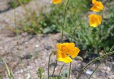 其他 5 Burqin Aertai De Jiaoluo Homestay