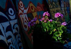 Others 3 Black Highland Barley Farm