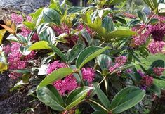 Others 6 Spring Garden Kundasang