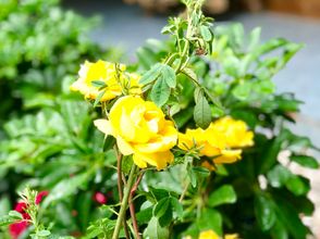 Others 4 Village House