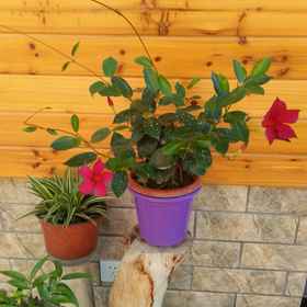 Others 1 Tiantai Jiahong Homestay, 타이저우 호텔