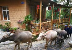 Others 6 Timeless Hostel Yuanyang