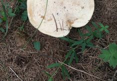 Lainnya 6 Jixian Sky Grassland Tuzaotai Garden Inn