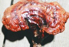 その他 6 Dream in Hostel