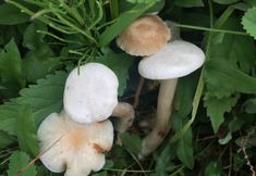 Lainnya 3 Jixian Sky Grassland Tuzaotai Garden Inn