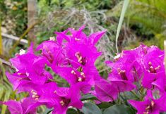 Others 7 Minshuku Soususo Yoron Island