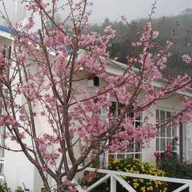 Alishan Home 1, Homestay Fanlu Township