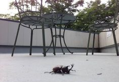 อื่นๆ 5 Cafe and Auberge Rikyu