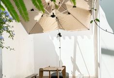 Others 3 Pomegranate seed nursery home