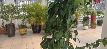 기타 2 Sanya Daqin Hotel