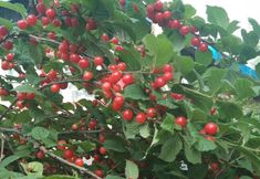 기타 6 Yunshang Business Hotel