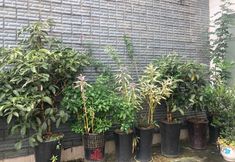 기타 2 Cen Gong Snail House