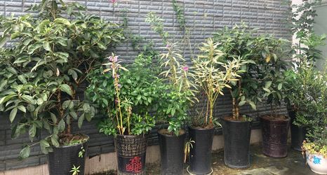 기타 2 Cen Gong Snail House