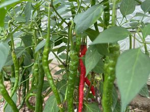 其他 4 Jinggangshan Cipeng Hanxiangju Homestay