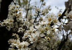 Others 7 Jilin Yilin Residence