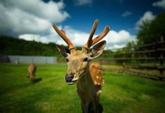 Lainnya 2 Zaizhihe·Manjiang Luyuan Vacation hotel