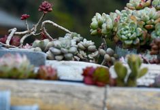 其他 7 Dongzhai Caomu Dye Homestay