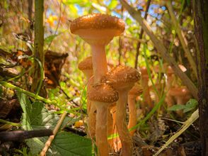 Others 4 Vanke Songhua Lake Qingshan Bieyuan