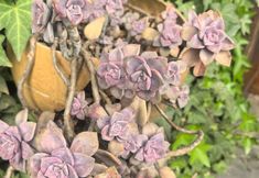 其他 6 Yearning for the Alley