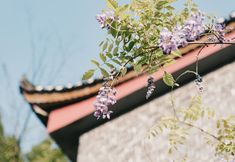 Others 6 Furong Town Shangfang Jiewa Designer Garden Meisu