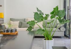 Others 6 My Boyfriend's B&B near Changshui International Airport.