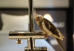 Others 4 GREY PARROT HOTELS