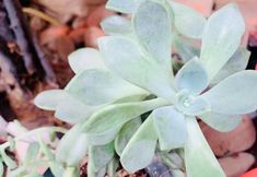 Others 5 "Orange Meisu (Ancient Town Rainbow Bridge BraOrange B&B (Rainbow Bridge, Old Town)