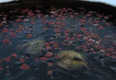 기타 6 Dongzhai Caomu Dye Homestay