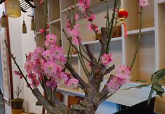 기타 7 Furong Xiaozhu Homestay