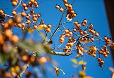 Others 5 Wuyishan Biock Homestay