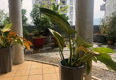 기타 3 Cen Gong Snail House