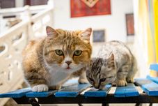 其他 Sunshine Courtyard Sightseeing Home stay (Dali Old City Store